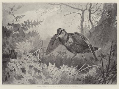 Sporting Subjects, Woodcock Dropping into Cover by Archibald Thorburn